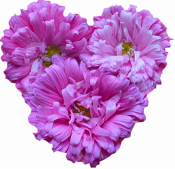 Obraz premium three pink (lilac) asters in the form of heart isolated on white background