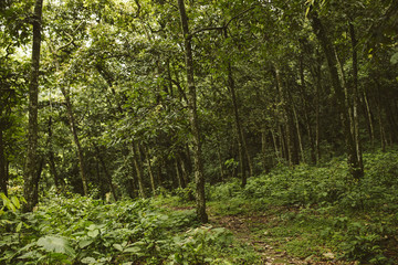 Green mountains in nepal