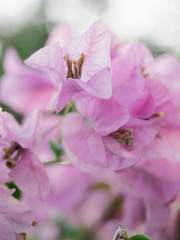 Blooming bougainvillea.Magenta bougainvillea flowers defocus background