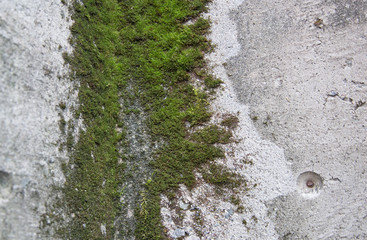 Green moss on the old wall