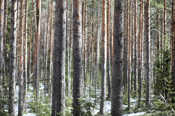 Pine forest in the beginning of spring under the snow. Forest un