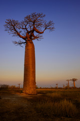 Fototapeta na wymiar Baobab - Adansonia grandidieri, Madagascar west coast. Travel Madagascar. Holidays. Iconic tree.