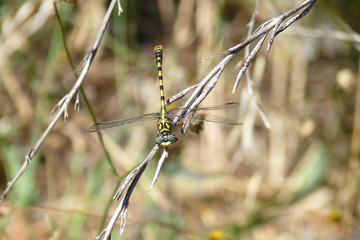Small Pincertail, Provence, France