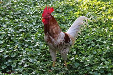 Colorfull Rooster from Thailand.