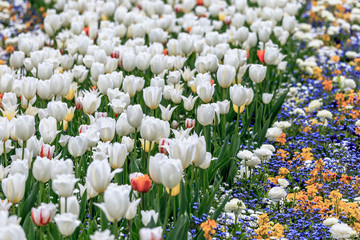 Frühlingswiese mit blühenden weißen Tulpen und bunter Blumenrabatte