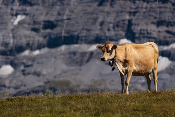 Fototapeta na wymiar Lateral view on Swiss mountain cow in Bernese Alps