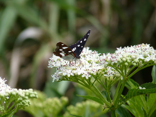 Southern White Admiral, Provence, France
