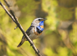a bright beautiful male Bluethroat bird sitting on a branch and sings a song in may the garden on a Sunny day