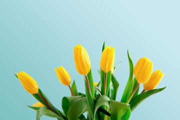 Yellow tulips bouquet on blue background