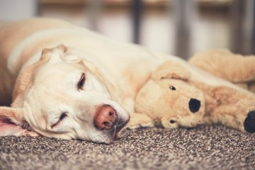 Dog resting with his plush toy
