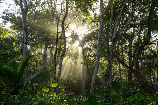Fototapeta Jungle in Costa Rica
