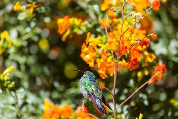 Kolibri