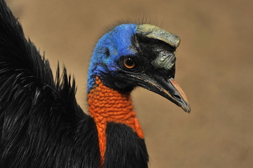 Australian bird cosuarius