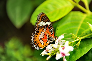 Fototapeta na wymiar Butterflies on the flowers and leaves of bushes. Bali Island, Indonesia