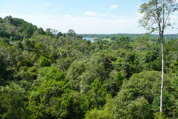 Baumwipfelpfad Mac Ritchie Tree Top Trail Singapur