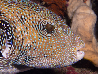 Blue spotted Puffer