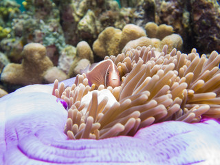 Anemone fish in an Anemone