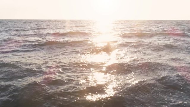 Young man surfer wearing wetsuit swimming on surf board in the calm ocean water at sunset aerial view drone dolly