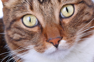 Naklejka na ściany i meble Muzzle striped domestic cat close-up