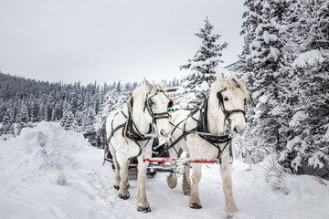 Horses in wintery weather