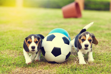 Cute young Beagles playing football in garden