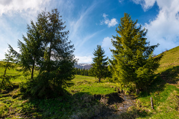 Fototapeta na wymiar spruce trees on grassy hills along the brook. beautiful mountainous landscape in springtime under the gorgeous sky