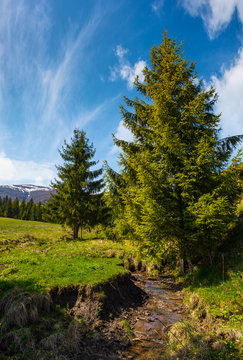 spruce trees on grassy hills along the brook. beautiful mountainous landscape in springtime under the gorgeous sky