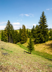 Fototapeta na wymiar spruce forest on grassy hills. beautiful mountainous landscape in springtime on a sunny day