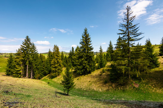 spruce forest on grassy hills. beautiful mountainous landscape in springtime on a sunny day