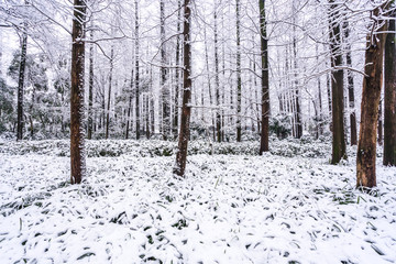 winter in hangzhou covers snow