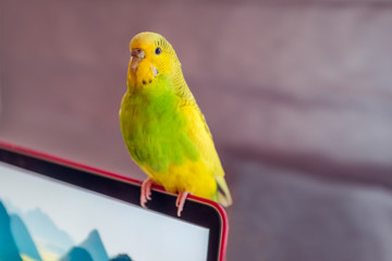 birghtly coloured green and yellow budgie parakeet bird sitting on a laptop screen illuminated from the side