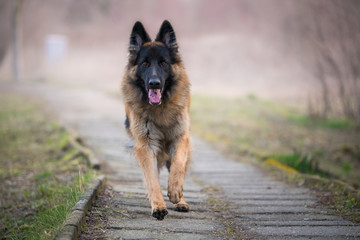 Running german shepherd dog in winter on a concrete path - Powered by Adobe