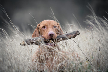 Hungarian hound vizsla dog with branch in his mouth