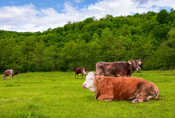 herd of cows on a pasture in mountains. fat rufous cow lay on the ground. lovely scenery in springtime
