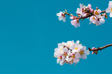 almond blossom branch, blue sky background