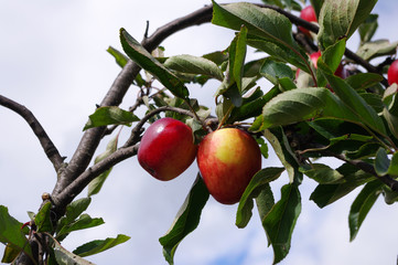 Apples on bough