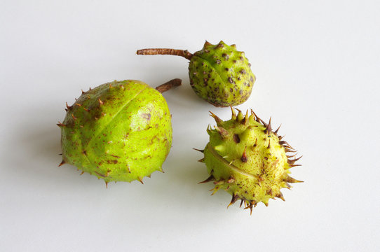 Prickly conker cases