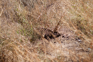 Fototapeta na wymiar animal bones in the field
