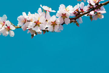 almond blossom branch, blue sky background