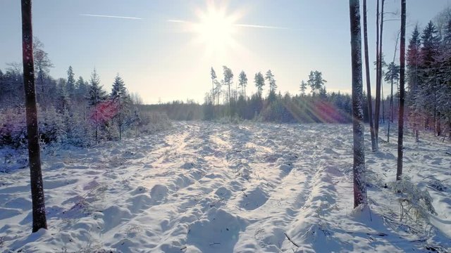 Winter Forest, Smooth Backwards Motion, Fields of Snow