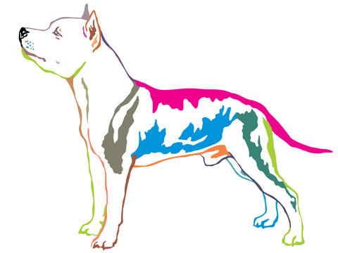 Colorful decorative standing portrait of American Staffordshire Terrier