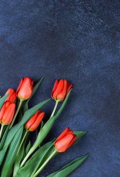 Tulips on Dark Blue Background