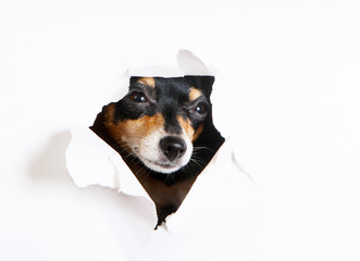 The muzzle of a dog peeks through a paper hole. Concept portrait of a black and tan puppy on a white background. Russian toy terrier.