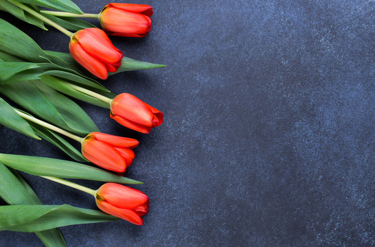 Fototapeta Tulips on Dark Blue Background