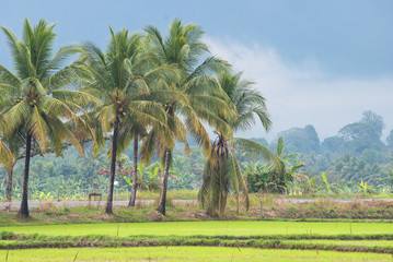 Fototapeta na wymiar Palm trees in the countryside of Thailand