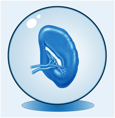 Milz.Hauptblutfilter. Symbolgrafik