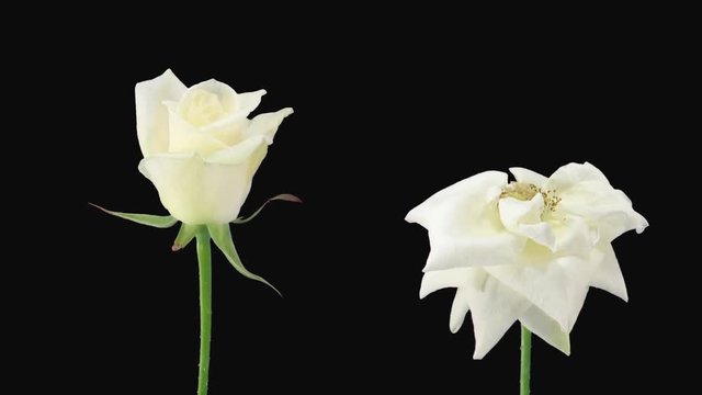Time-lapse of opening and dying white Bianca roses 5d1 in PNG+ format with ALPHA transparency channel isolated on black background
