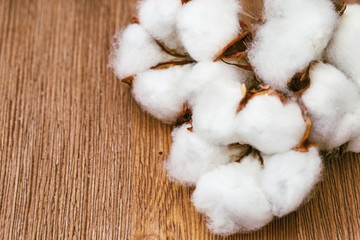 Natural background with flowers cotton plant on old wooden surface. Fluffy cotton ball. Spa concept.