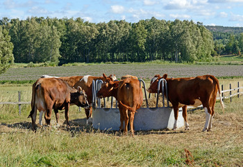 Fototapeta na wymiar Dairy cows of breed Ayshire. Aland Islands, Finland