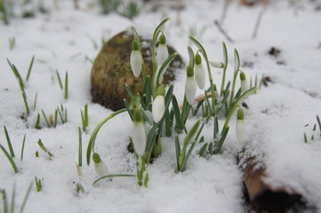 Schneeglöckchengruppe im Schnee